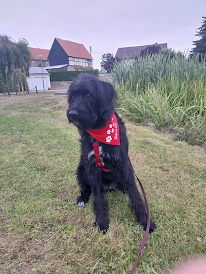 liebes 1 jähriges hundemädchen