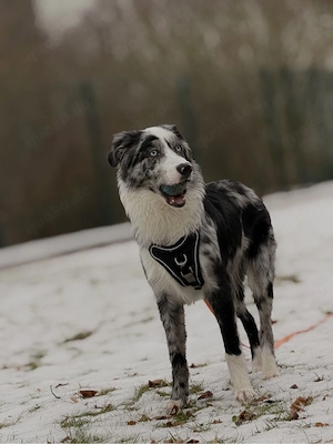 koda sucht ein neues zuhause  Bild 4