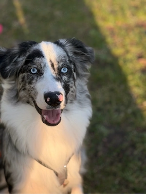 koda sucht ein neues zuhause  Bild 2