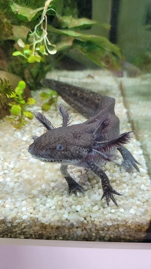 Axolotl abzugeben 