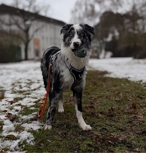 koda sucht ein neues zuhause  Bild 3