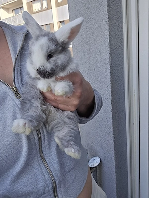 minilop zwergwidder baby kaninchen zibbe weibchen 