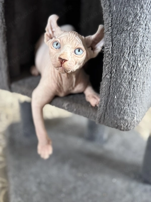 Wunderschönes Elfen-Sphynx-Katerchen sucht liebevolles Zuhause 