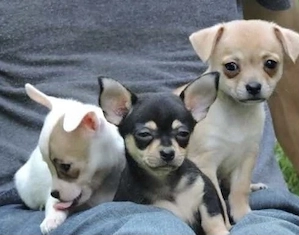 Chihuahua Welpen in KH und LH mit Ahnentafel