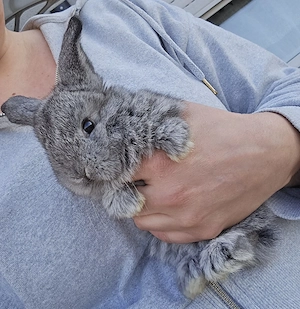 minilop zwergwidder kaninchen rammler junge 