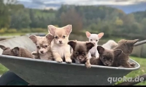 Chihuahua Welpen in KH und LH mit Ahnentafel