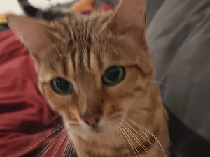 Bengal Katze reinrassig 