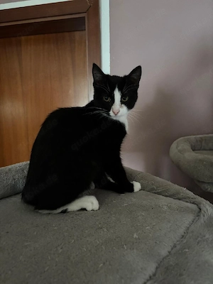 süße katze abzugeben 5 monate alt 