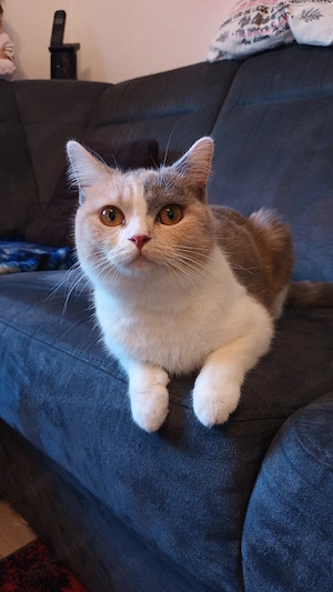 BKH Mädchen sucht Liebhaberplätzchen 