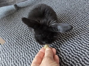 minilop zwergwidder kaninchen zibbe mädchen baby 