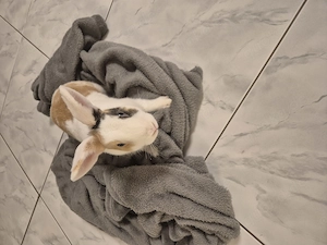 2 Farbenzwerge zu verkaufen mit dem ganzen zubehör