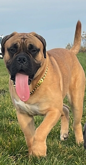 Lieber Bullmastiff, sucht sein für immer zu Hause