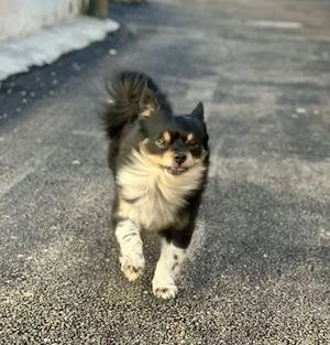 Kleine Prinzessin Bonny sucht ein Zuhause