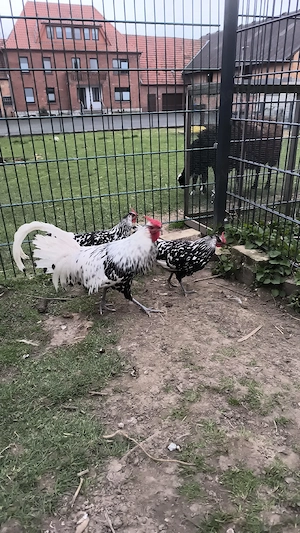 Hamburger Hühner Brut Eier zu verkaufen 