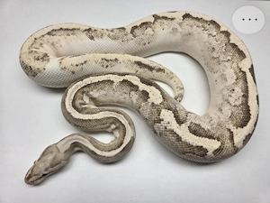 Disco Fire Female '16