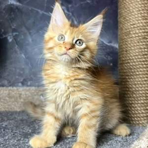 Bezaubernde reinrassige Maine-Coon-Kätzchen (männlich und weiblich)