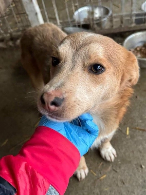 süße, kleine, liebe Hündin "Emmy" sucht ein liebevolles Zuhause 