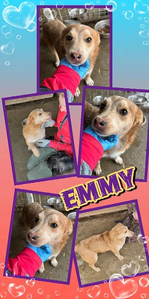 süße, kleine, liebe Hündin "Emmy" sucht ein liebevolles Zuhause 
