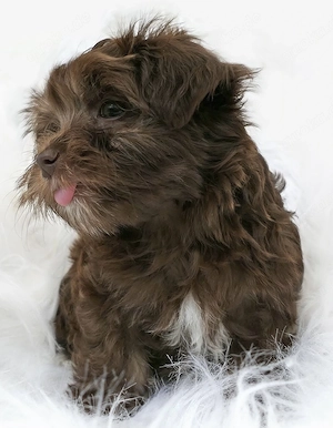  Süßer Bolonka Zwetna Welpen Rüde und Hündin mit Ahnentafel sucht ein liebevolles Zuhause