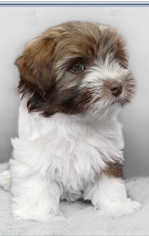 Zuckersüße Bolonka Zwetna Welpen Rüde und Hündin mit Ahnentafel sucht ein liebevolles Zuhause