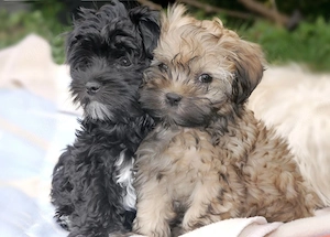 Wunderschönen Bolonka Zwetna Welpen mit Papieren 