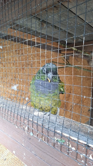 Papagei  (Maximilian Papagei) 