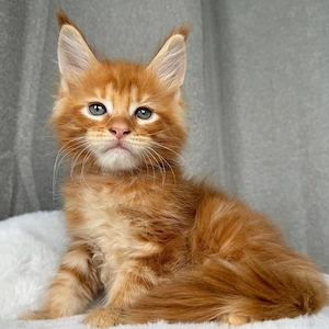 Energiegeladene reinrassige Maine-Coon-Kätzchen (männlich und weiblich)