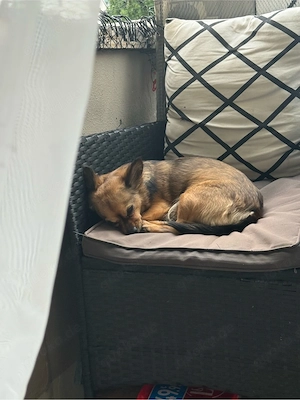 6 Jährige Hündin Bild 2