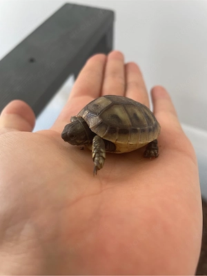 Nachzucht, griechische Landschildkröten