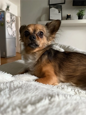 6 Jährige Hündin Bild 3