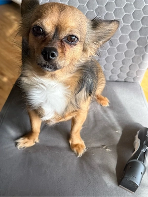 6 Jährige Hündin Bild 4