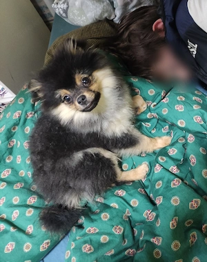 Pomerania Welpe Mädchen 