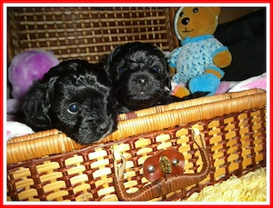 Zuckersüße, kleine Yorkshire Terrier   Toy Pudel F1 Verpaarung mit Ahnenpass ( Papiere )