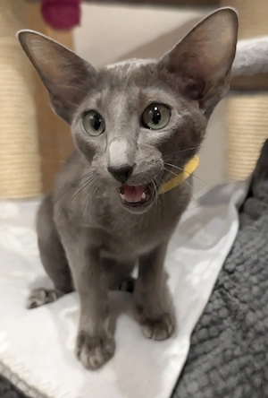 Peterbald-OKH-Mix  Orientalen-Mix   Orientalisch Kurzhaar-Mix