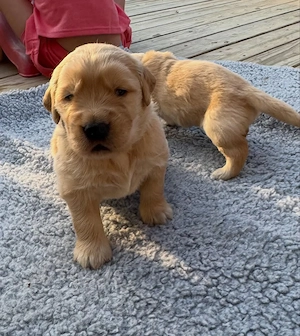 Intelligente reinrassige Golden-Retriever-Welpen (Rüden und Hündinnen)