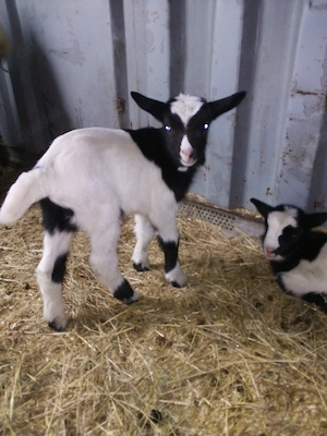 Holland Schecken Ziegenlämmer