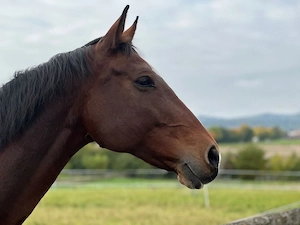 Liebevolle Pflegebeteiligung für sensible Stute gesucht