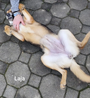 Laja, ein wahrer Sonnenschein ca. 12kg Bild 2
