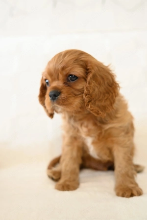 Wunderschöne Cavalier King Charles Spaniel Welpen bereit, Ihr Herz zu erobern