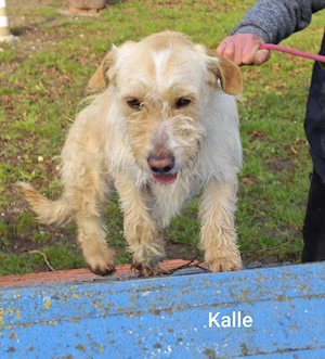 Familienhund Kalle ca. 13 kg einfach zauberhaft Bild 5