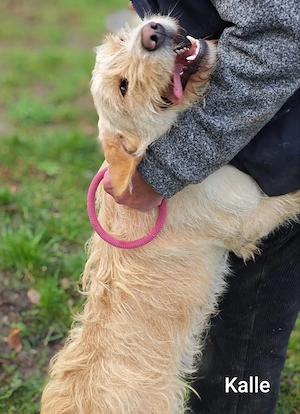 Familienhund Kalle ca. 13 kg einfach zauberhaft Bild 2