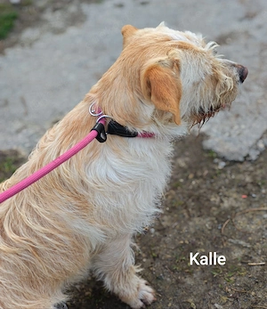 Familienhund Kalle ca. 13 kg einfach zauberhaft Bild 4