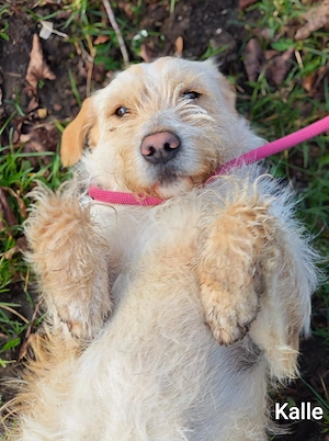 Familienhund Kalle ca. 13 kg einfach zauberhaft Bild 3
