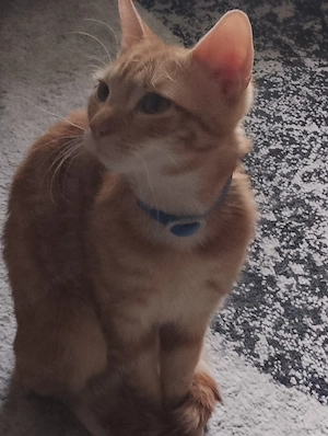 Wir suchen eine Familie:)