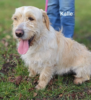 Familienhund Kalle ca. 13 kg einfach zauberhaft