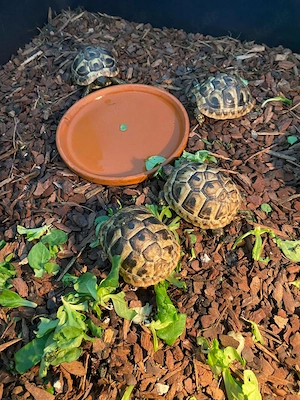 Verkaufe Griechische Landschildkröten 