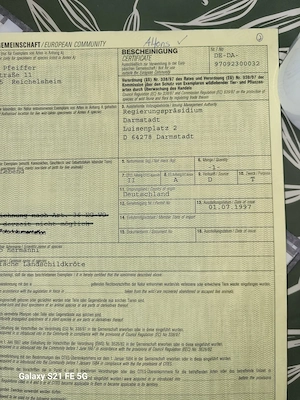 Verkaufe Griechische Landschildkröten 