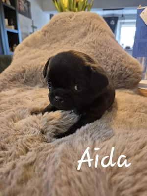 Mops Retromops Welpen 