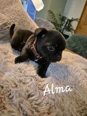 Mops Retromops Welpen 