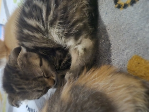 Babykatze Mädchen kitten